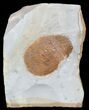 Fossil Leaf (Zizyphoides) - Montana #53294-1